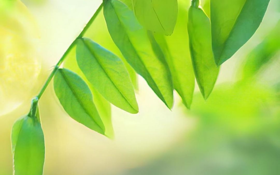 Leverage points for sustainability transformation in the Finnish (circular) plastic packing system