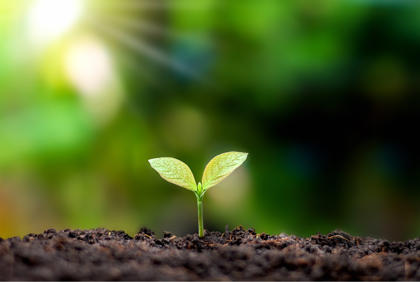 Soil Monitoring in the Anthropocene